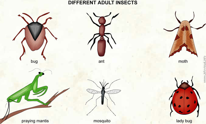 Insects  (Visual Dictionary)